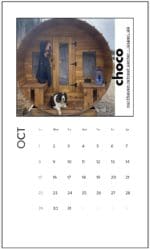 choco dog by barrel sauna