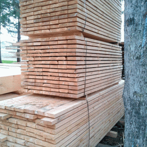 Eastern white cedar on dundalk luna